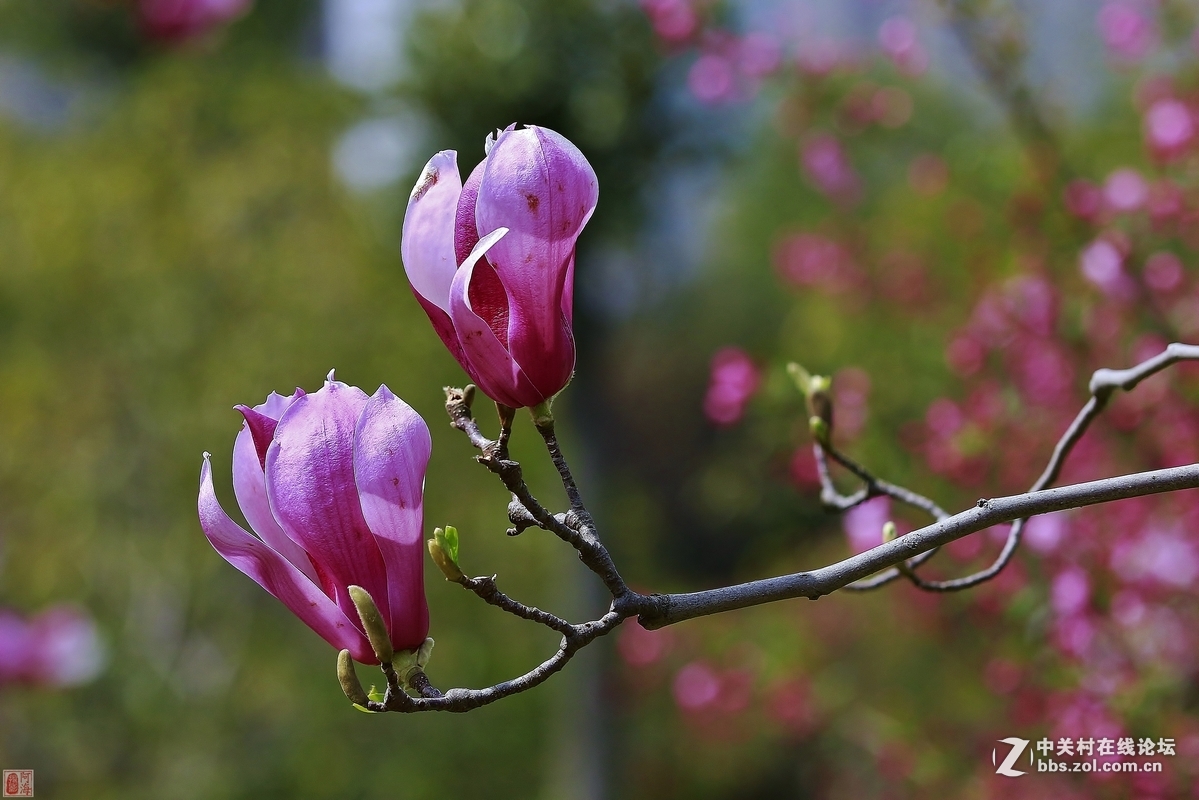 #版主坐堂#《佳能70D摄影星空(中国)》2016年3月份优秀作品选编