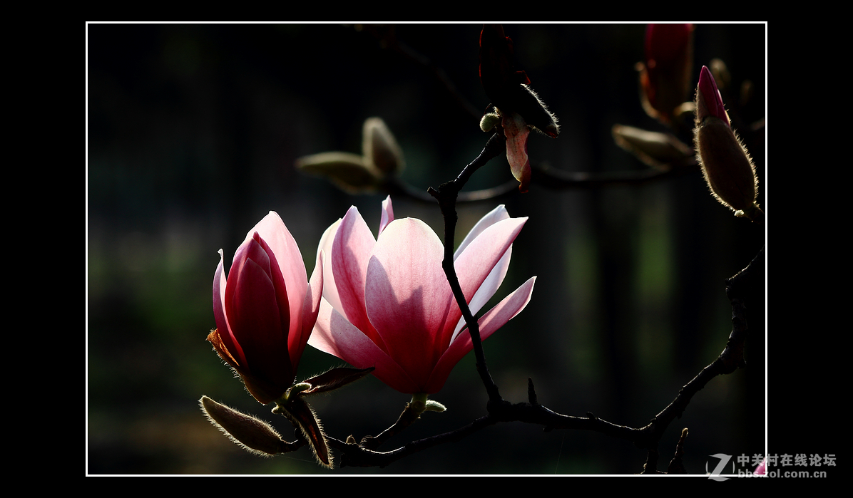 #版主坐堂#《佳能70D摄影星空(中国)》2016年3月份优秀作品选编