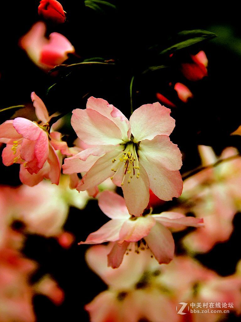 温室内海棠花