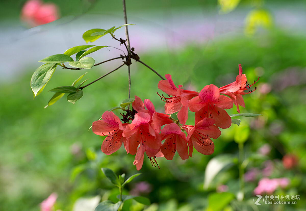 杜鹃花语：庄生晓梦迷蝴蝶，望帝春心托杜鹃（李商隐诗句）
