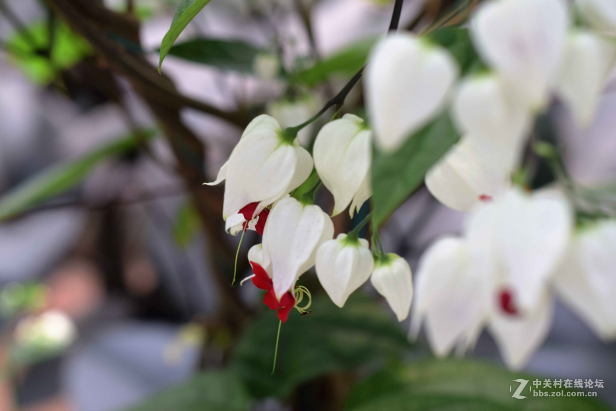 D5300+50  1.8D定焦，走了一趟农博园。