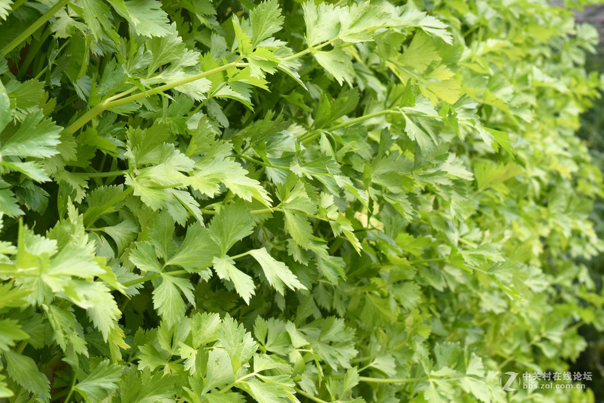 D5300+50  1.8D定焦，走了一趟农博园。