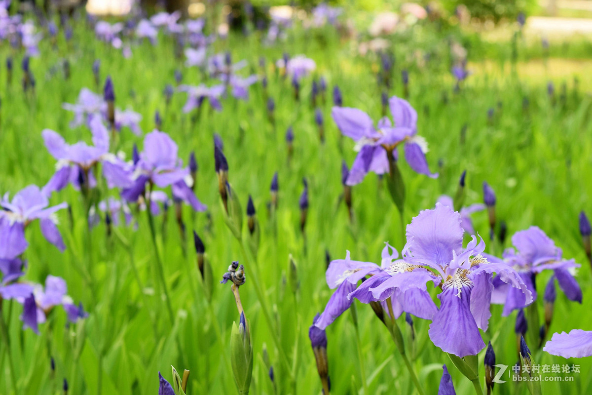 D5300+50  1.8D定焦，走了一趟农博园。