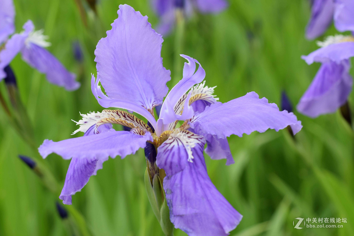 D5300+50  1.8D定焦，走了一趟农博园。