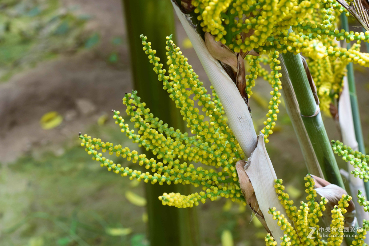 D5300+50  1.8D定焦，走了一趟农博园。