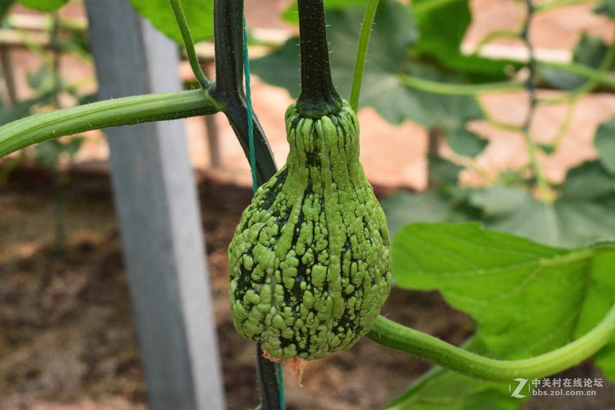 D5300+50  1.8D定焦，走了一趟农博园。