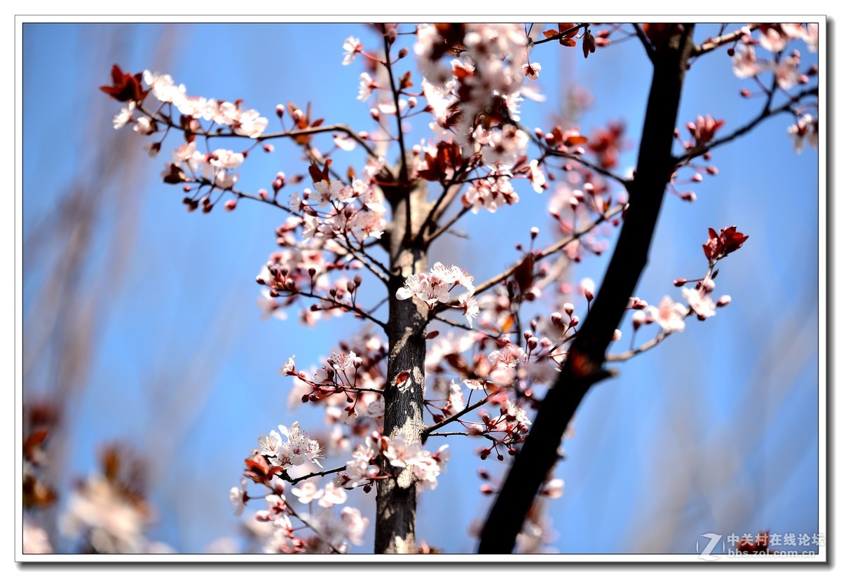阳春三月，草长莺飞，万物复苏。 花丛盛开的点点春意，怎能不捕捉？