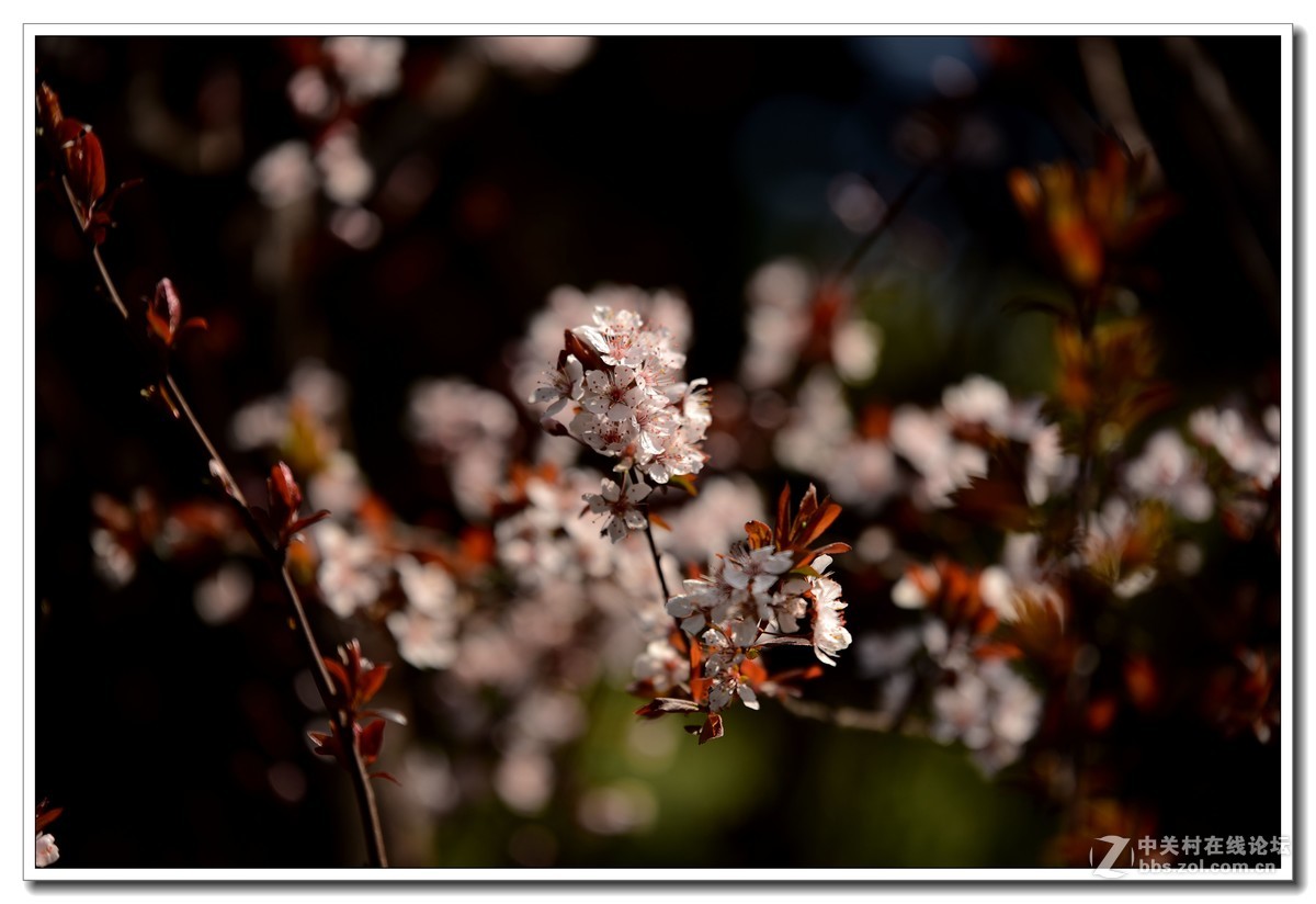 阳春三月，草长莺飞，万物复苏。 花丛盛开的点点春意，怎能不捕捉？