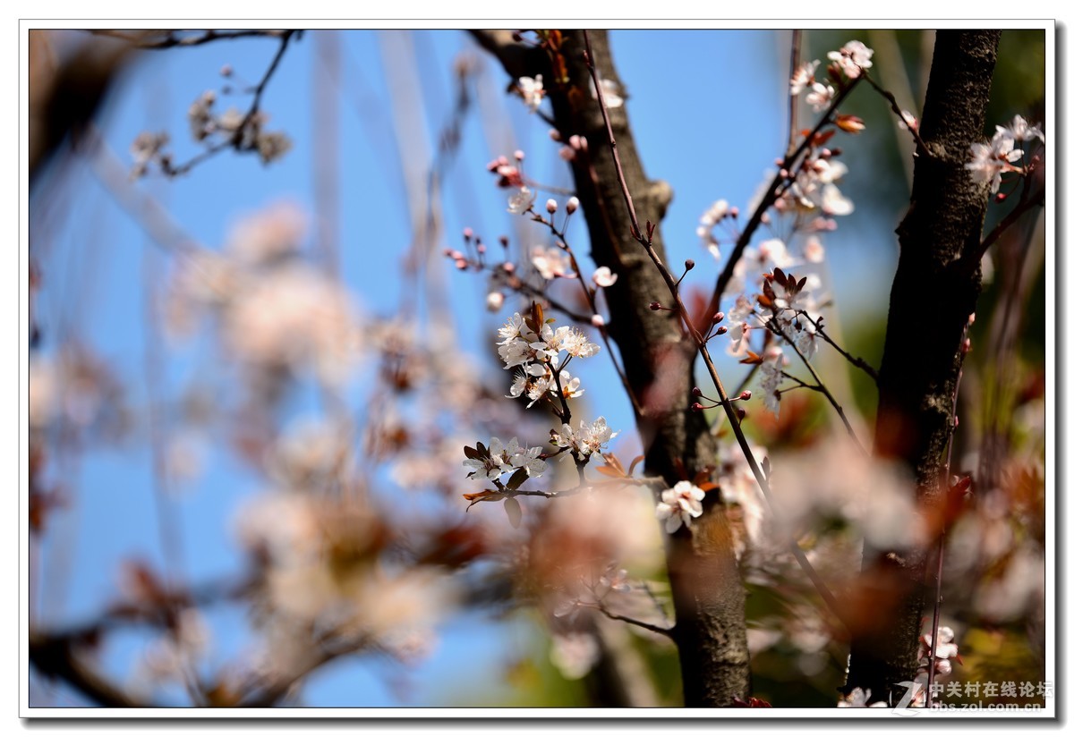 阳春三月，草长莺飞，万物复苏。 花丛盛开的点点春意，怎能不捕捉？