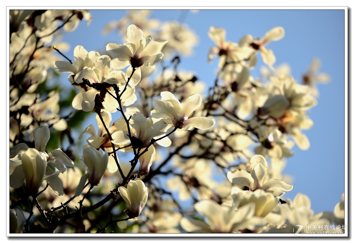 阳春三月，草长莺飞，万物复苏。 花丛盛开的点点春意，怎能不捕捉？