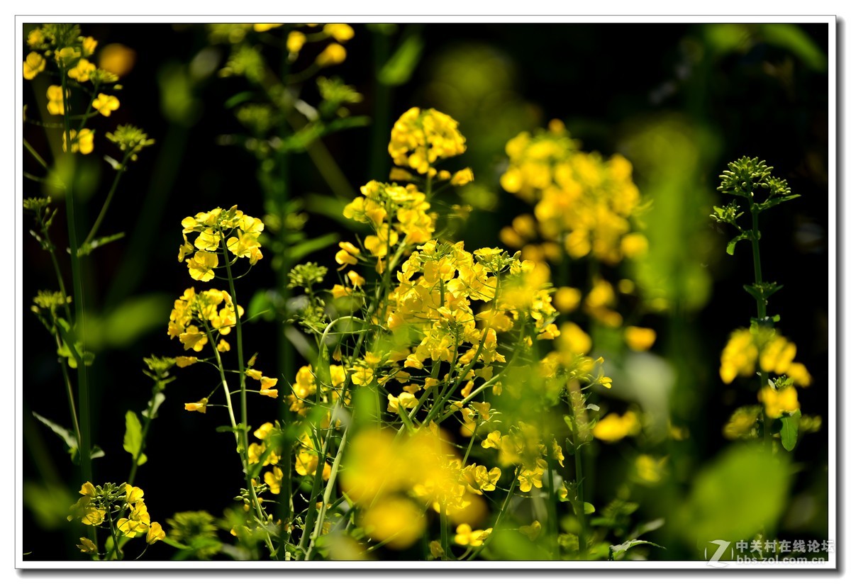 阳春三月，草长莺飞，万物复苏。 花丛盛开的点点春意，怎能不捕捉？