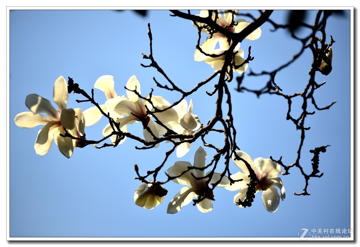 阳春三月，草长莺飞，万物复苏。 花丛盛开的点点春意，怎能不捕捉？