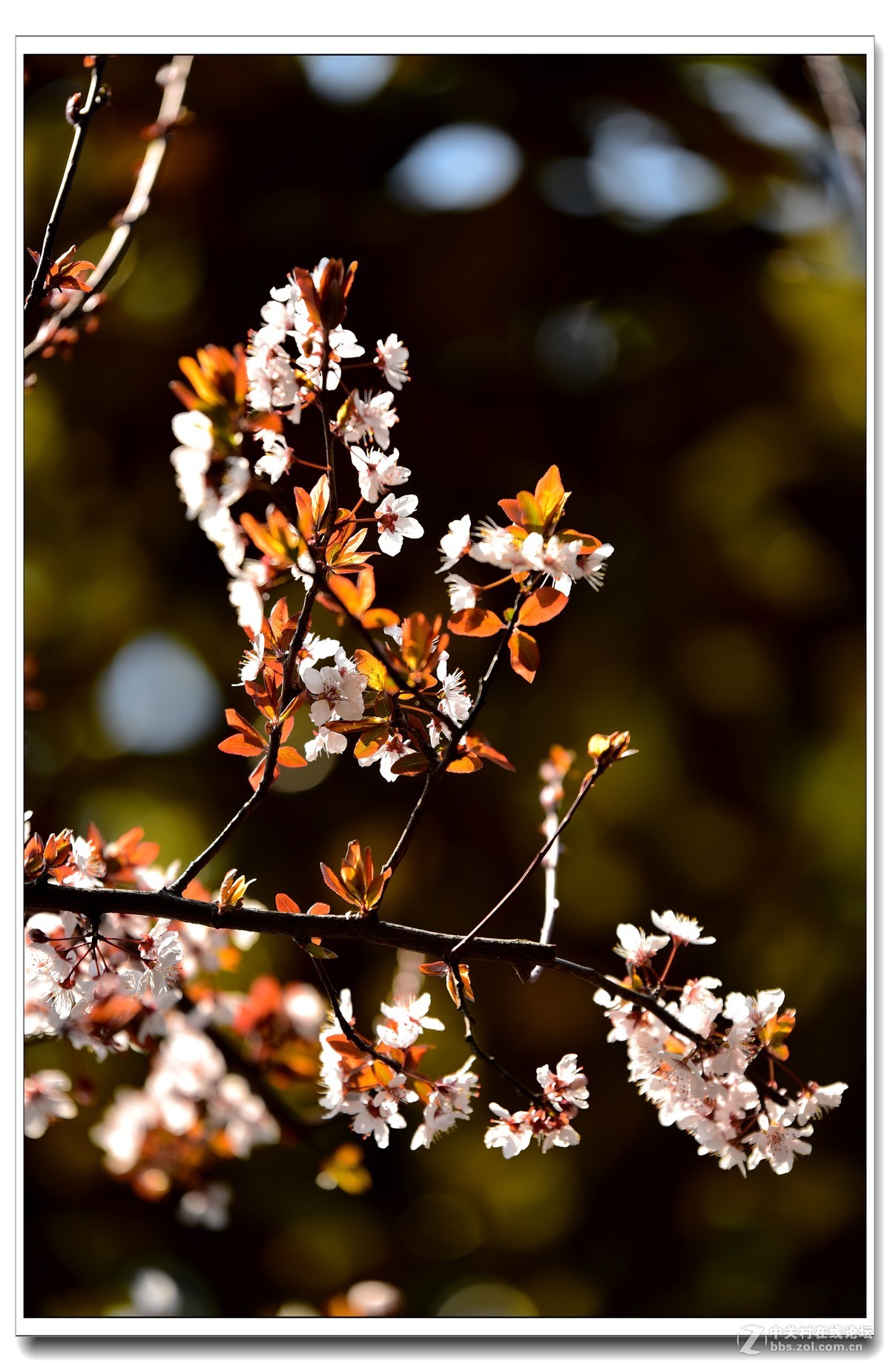 阳春三月，草长莺飞，万物复苏。 花丛盛开的点点春意，怎能不捕捉？