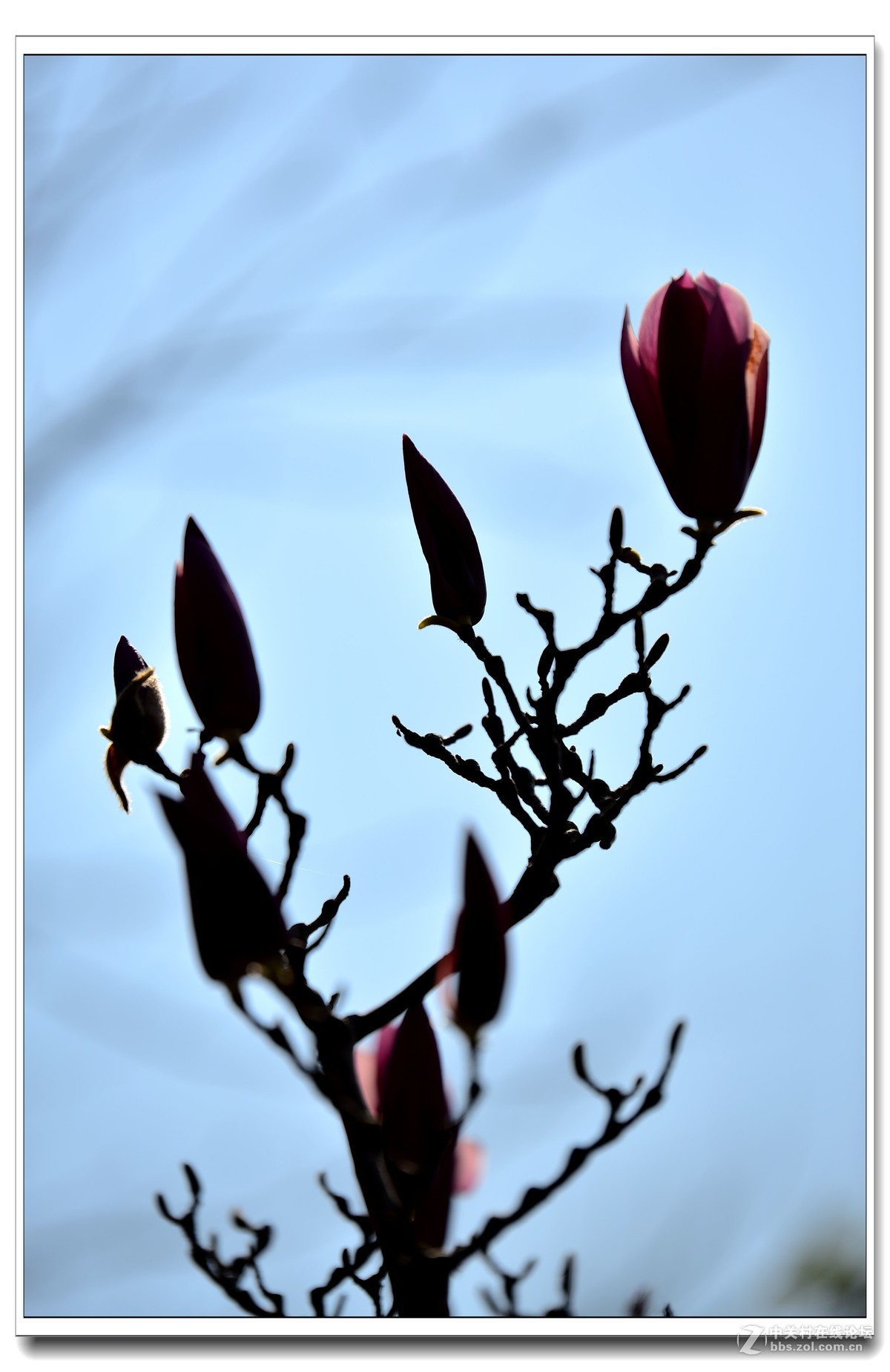 阳春三月，草长莺飞，万物复苏。 花丛盛开的点点春意，怎能不捕捉？