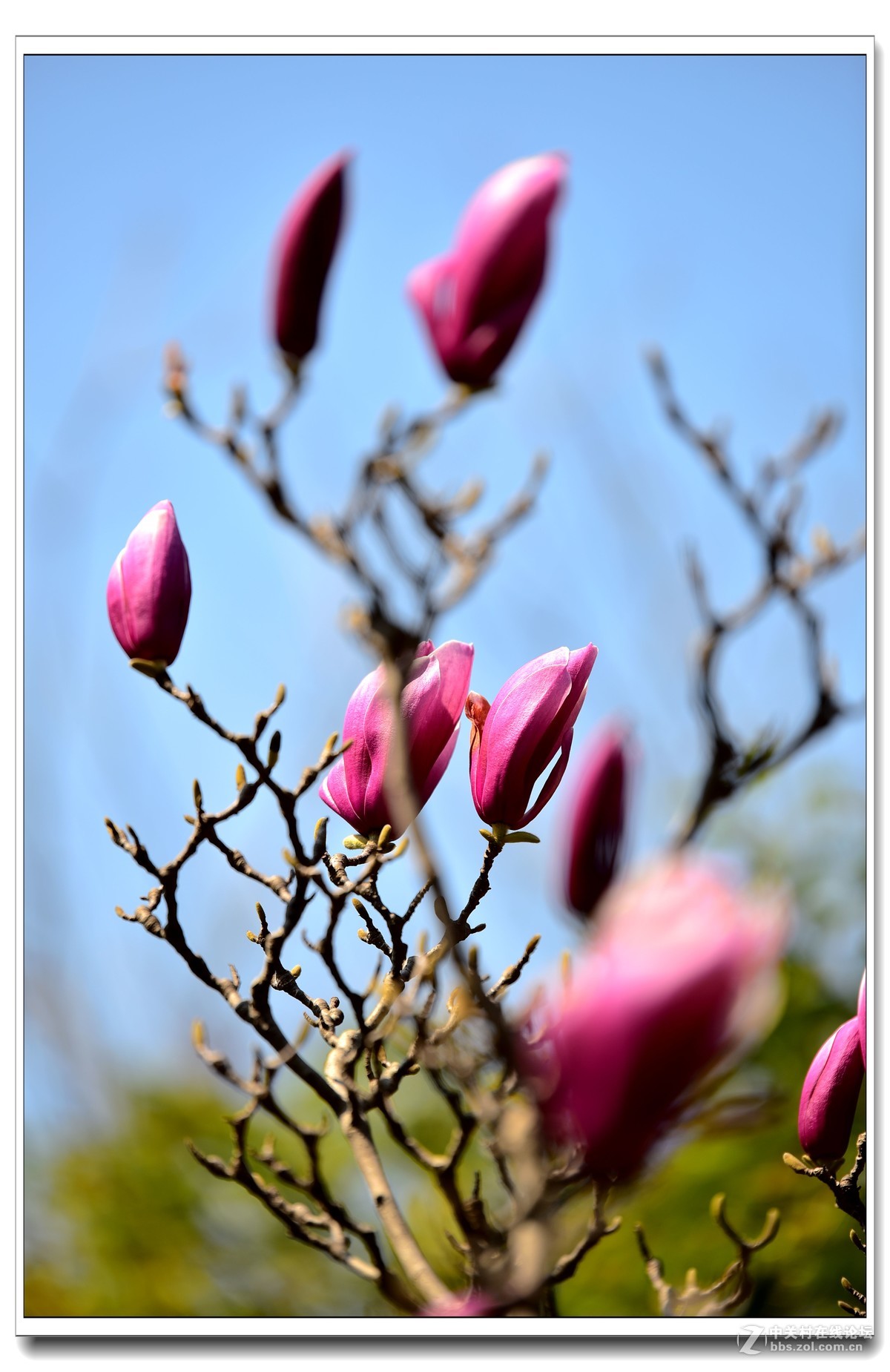 阳春三月，草长莺飞，万物复苏。 花丛盛开的点点春意，怎能不捕捉？