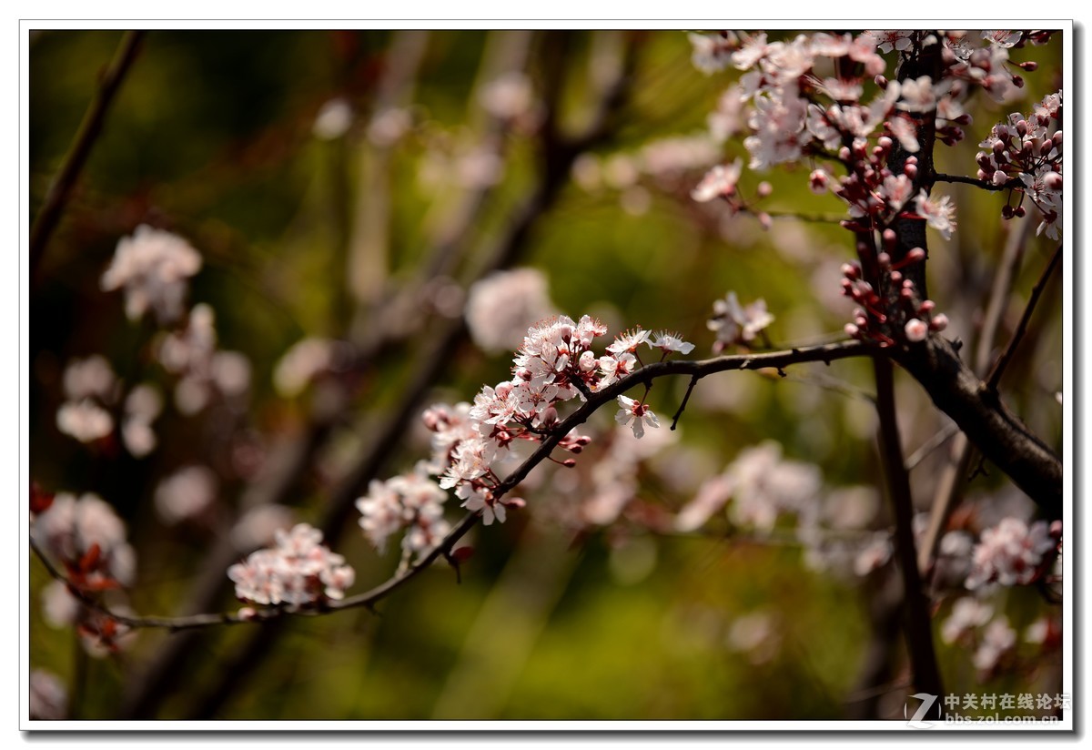 阳春三月，草长莺飞，万物复苏。 花丛盛开的点点春意，怎能不捕捉？
