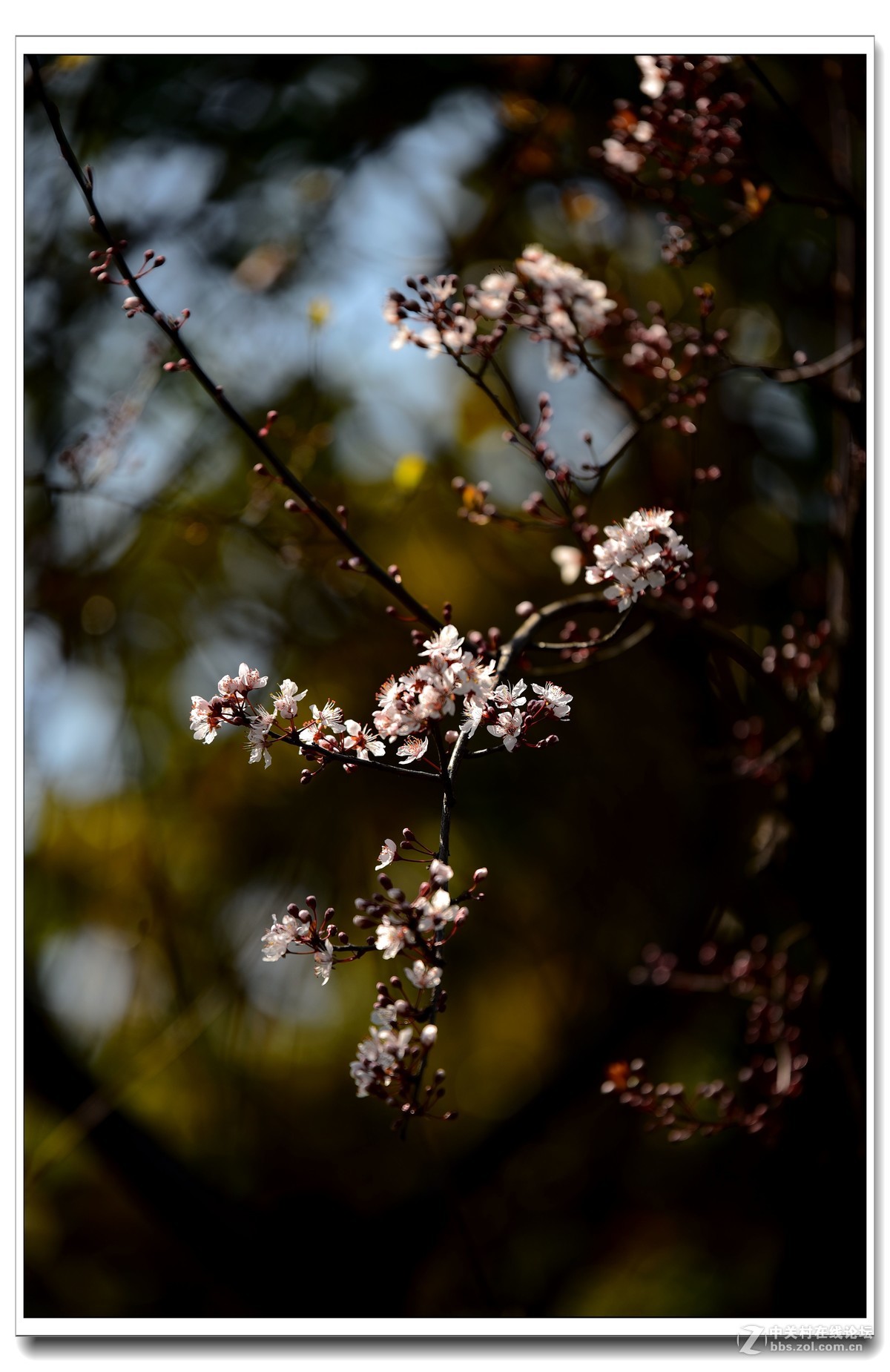 阳春三月，草长莺飞，万物复苏。 花丛盛开的点点春意，怎能不捕捉？