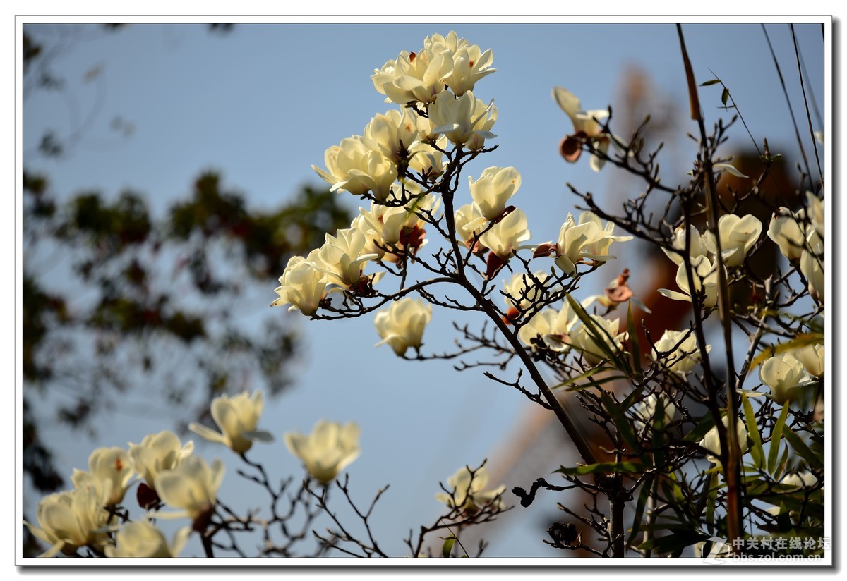 阳春三月，草长莺飞，万物复苏。 花丛盛开的点点春意，怎能不捕捉？