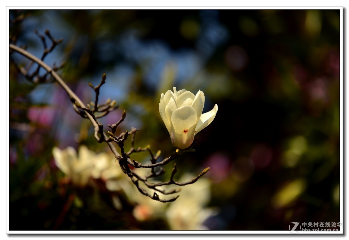 阳春三月，草长莺飞，万物复苏。 花丛盛开的点点春意，怎能不捕捉？