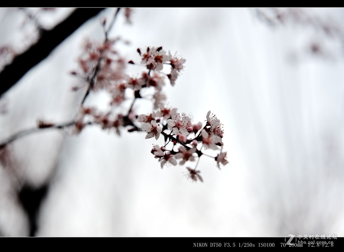 阳春三月，草长莺飞，万物复苏。 花丛盛开的点点春意，怎能不捕捉？