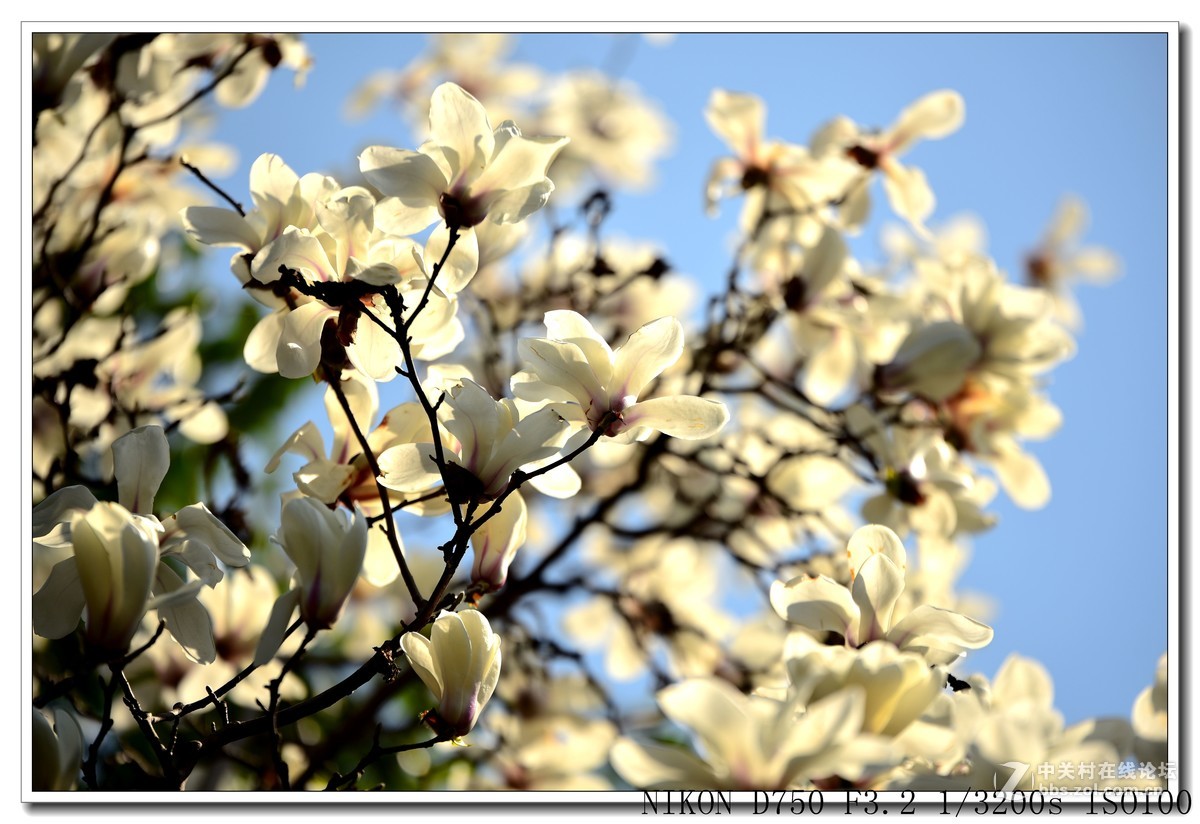 阳春三月，草长莺飞，万物复苏。 花丛盛开的点点春意，怎能不捕捉？