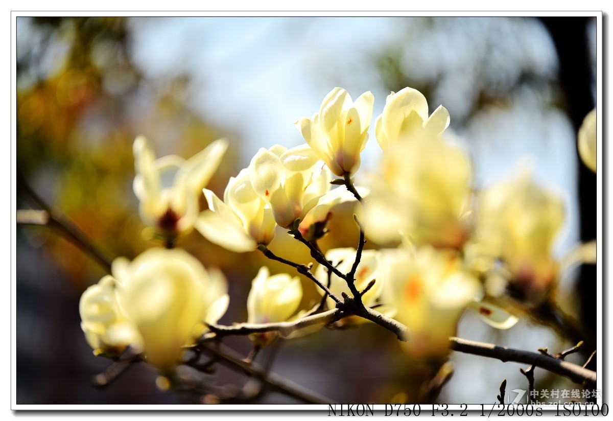 阳春三月，草长莺飞，万物复苏。 花丛盛开的点点春意，怎能不捕捉？