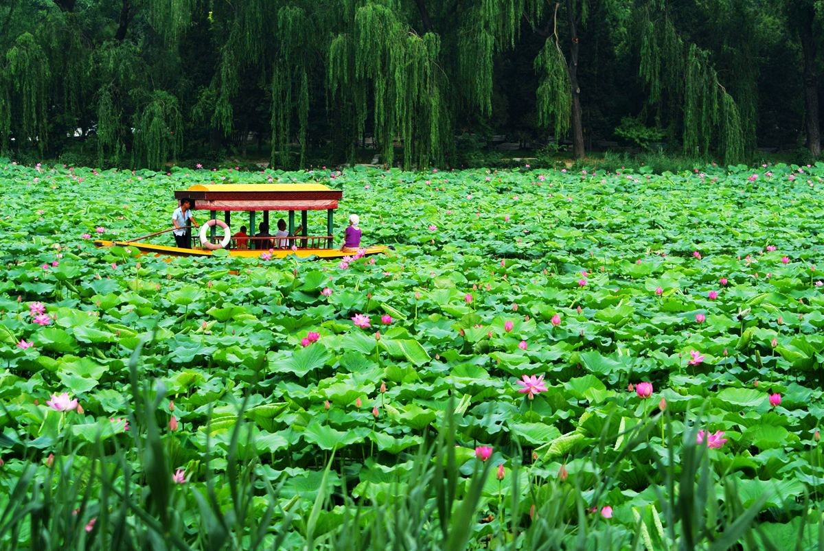 頤和園荷花