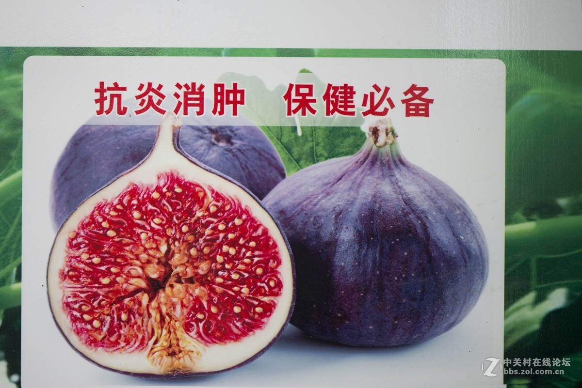 无花果农场随拍