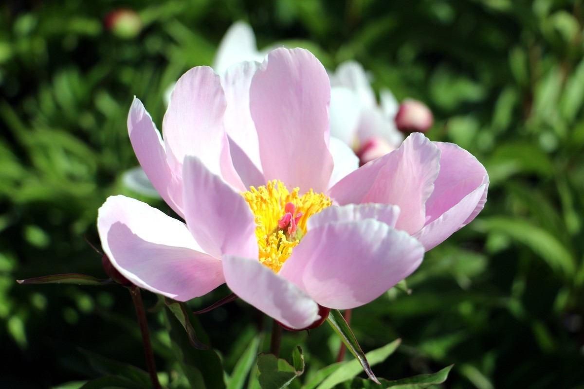 芍药花
