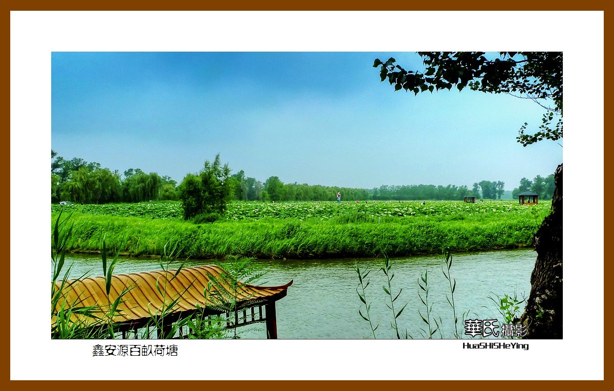 美色辽宁——鑫安源百亩荷塘（盘锦市双台子区后腰村）