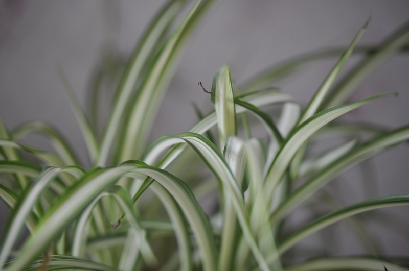 背景虚化太牛了！