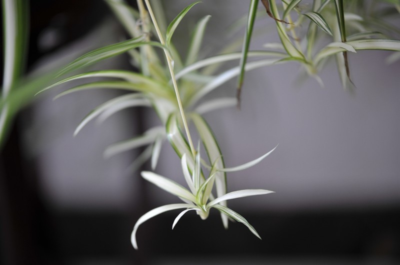 背景虚化太牛了！