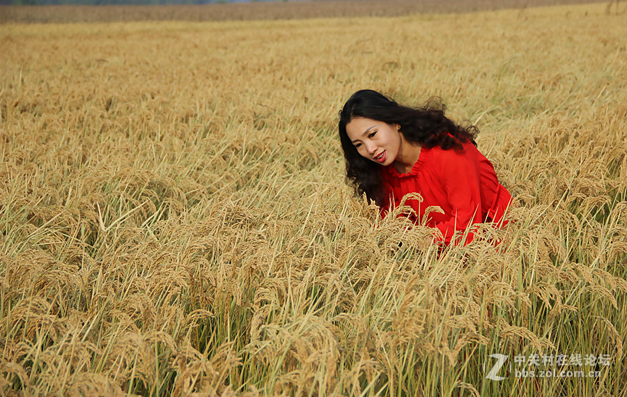 水稻漠漠吹秋风