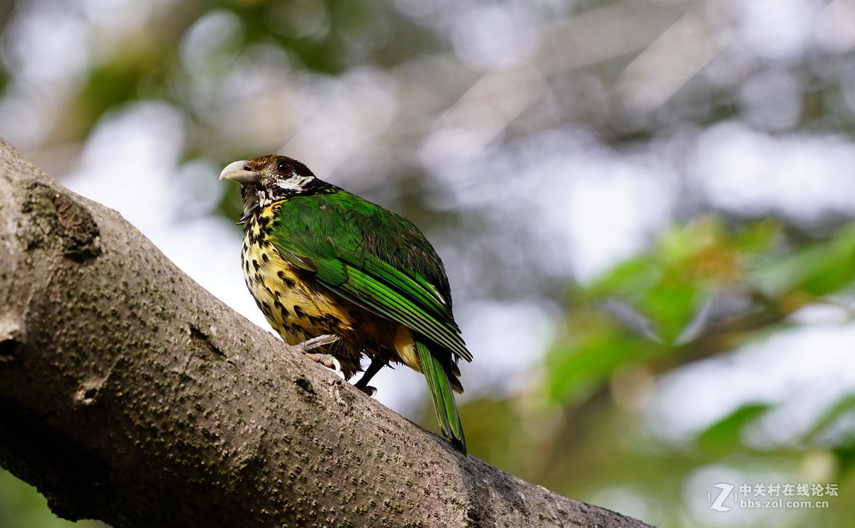 香港公园尤德观鸟园的鸟1白耳猫鸟