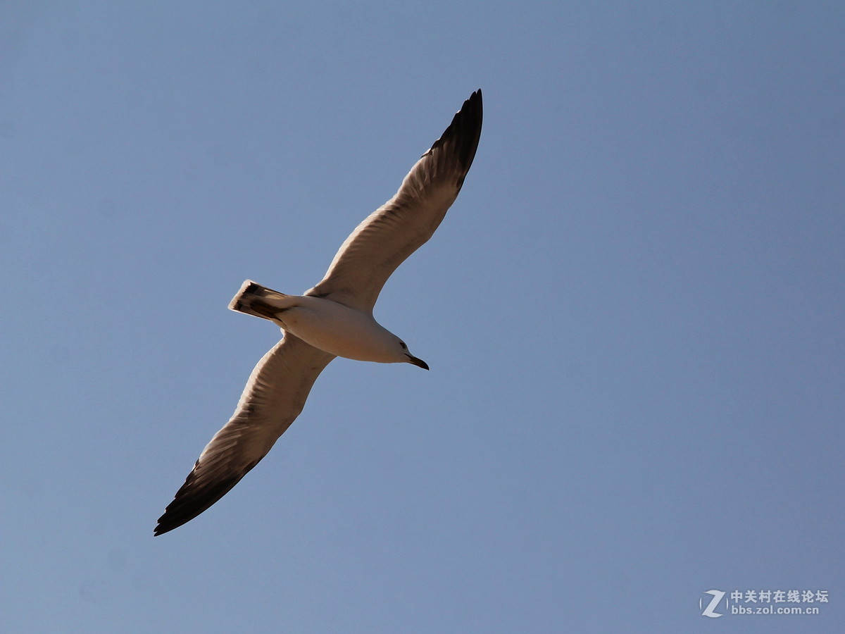 印象大连——飞翔的海鸥