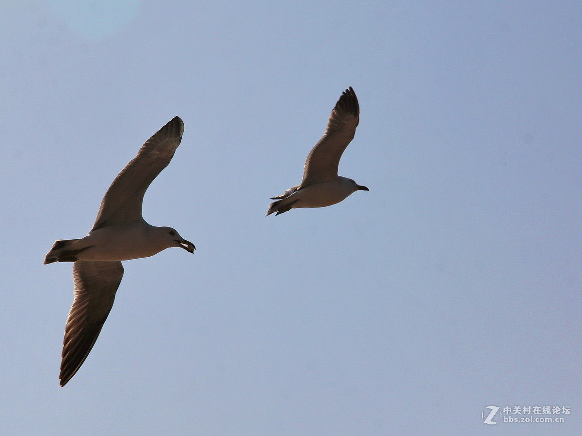 印象大连——飞翔的海鸥