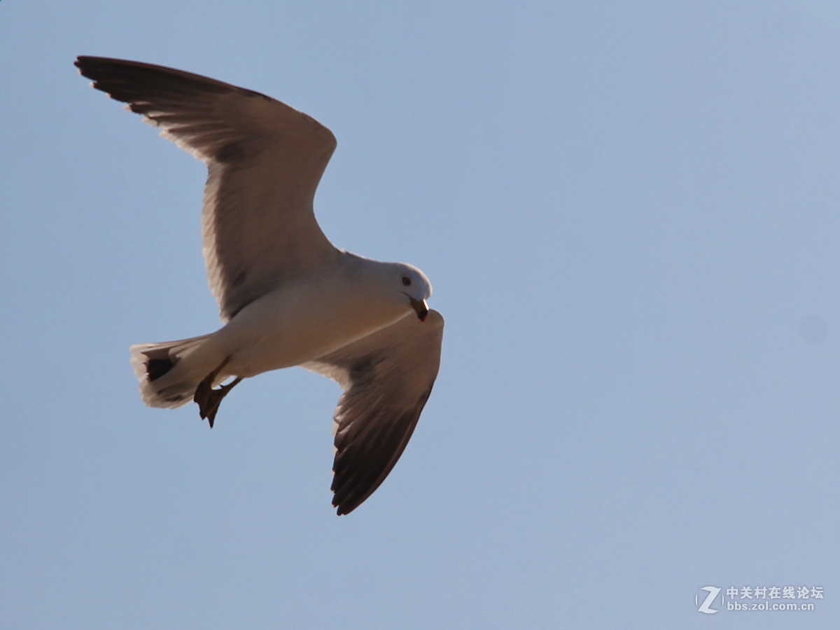 印象大连——飞翔的海鸥
