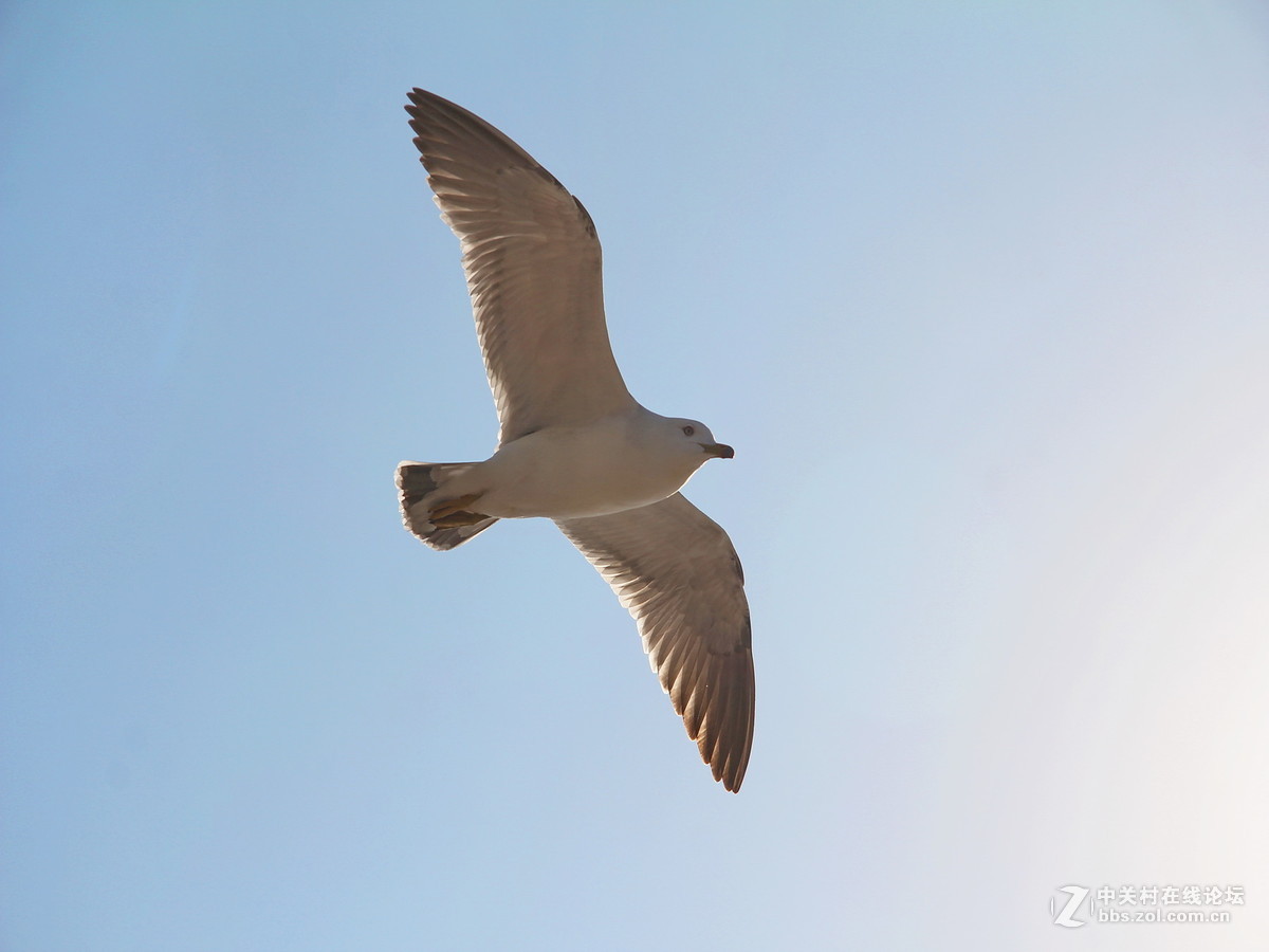 印象大连——飞翔的海鸥
