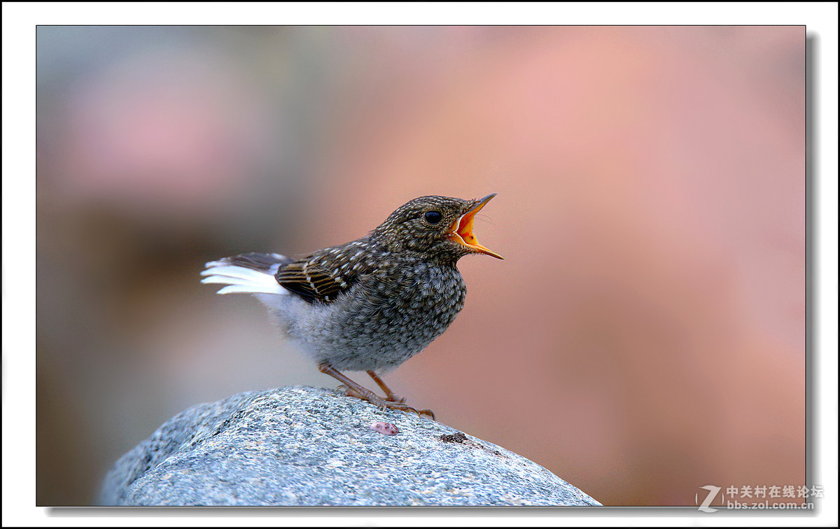 #版主坐堂#《自然风景星空(中国)每月精选》2016年4月份优秀作品选编