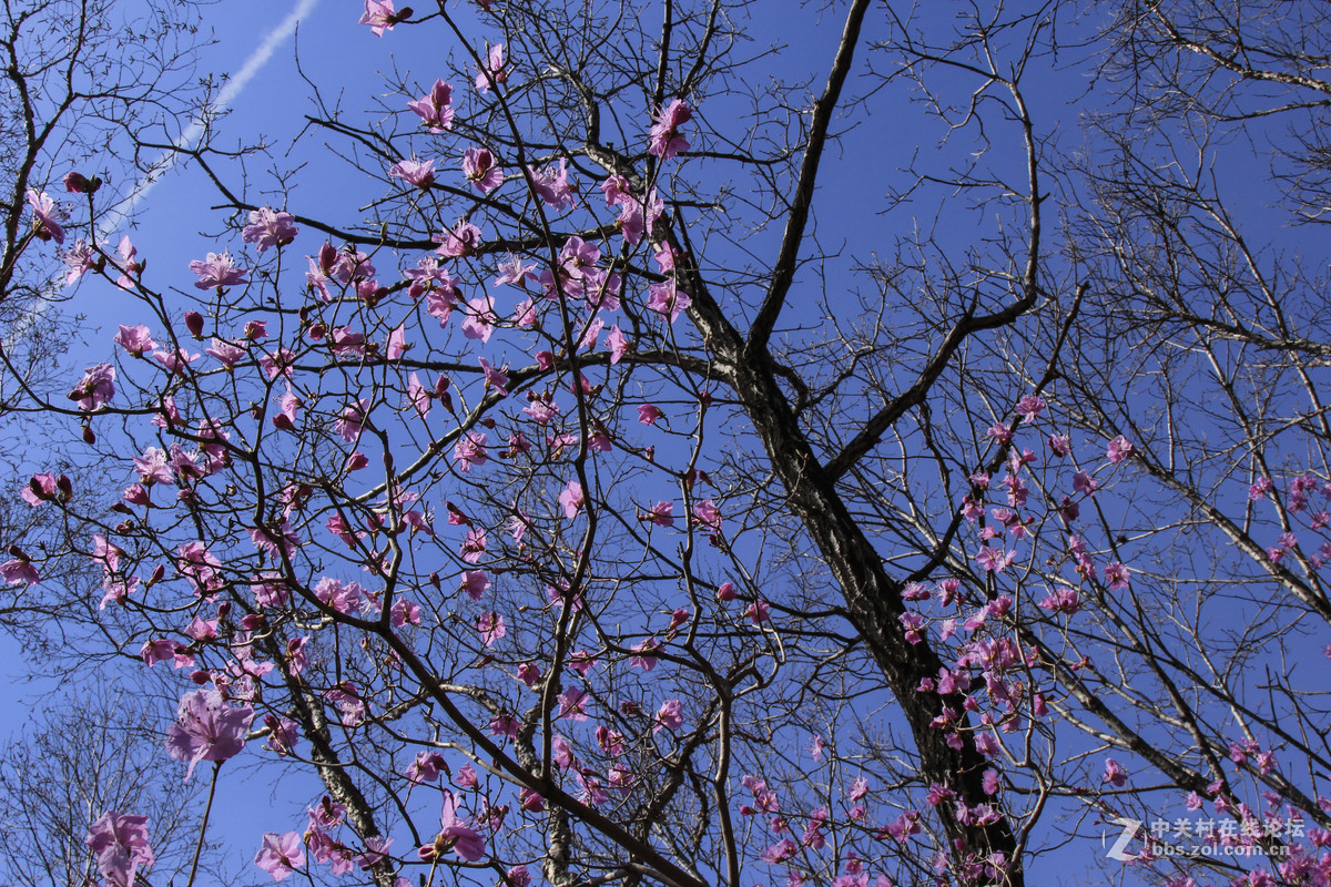 杜鹃花