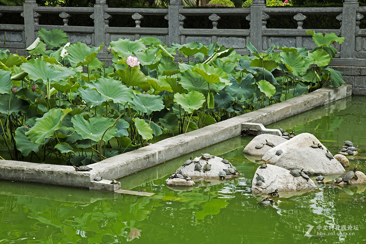 中国第一古刹  洛阳白马寺