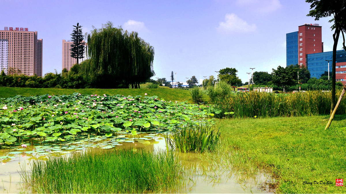 夏日湿地一瞥【3】