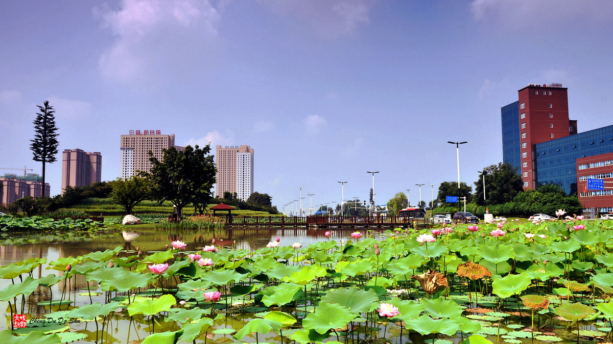 夏日湿地一瞥【3】