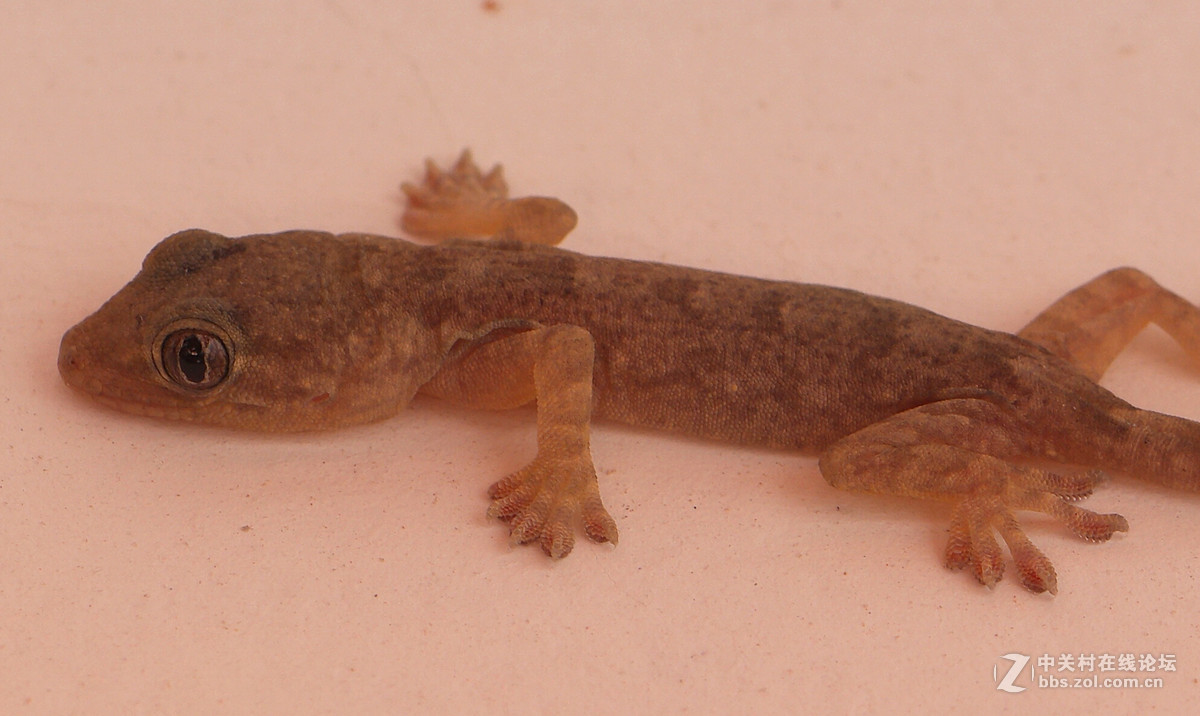 发现家里有只壁虎，拿出我珍藏多年的60mm拍拍看（含580A闪光灯）