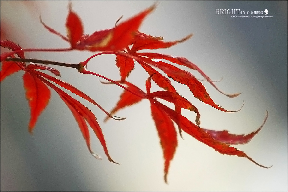 意大利红枫红色的律动