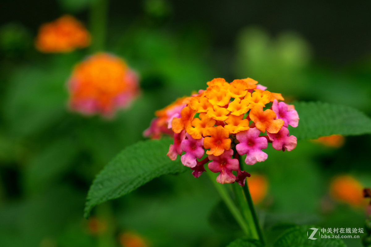 一组七彩梅拜访老朋友重力枪蜀黍版主祝贵坛红红火火