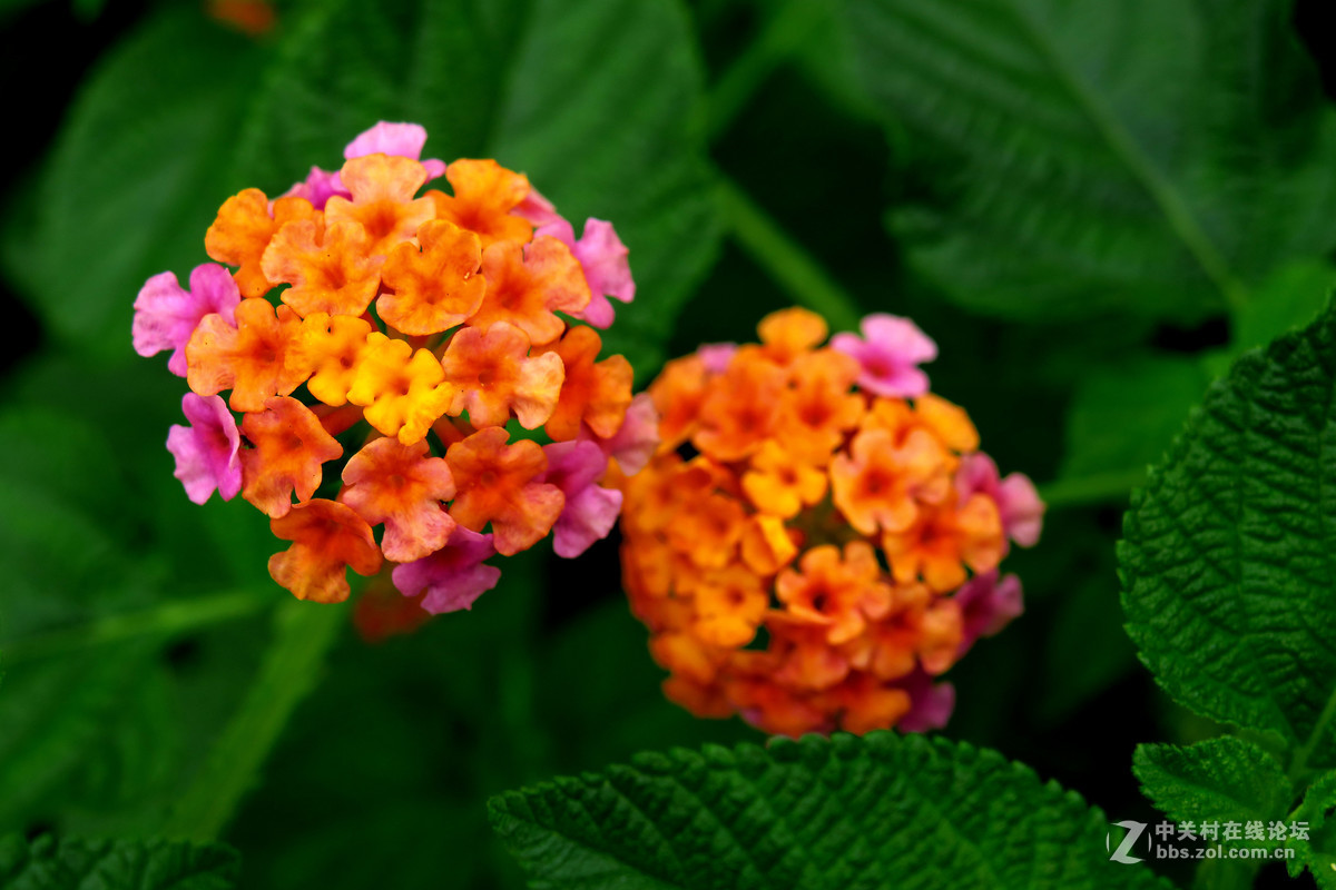 一组七彩梅拜访老朋友重力枪蜀黍版主祝贵坛红红火火