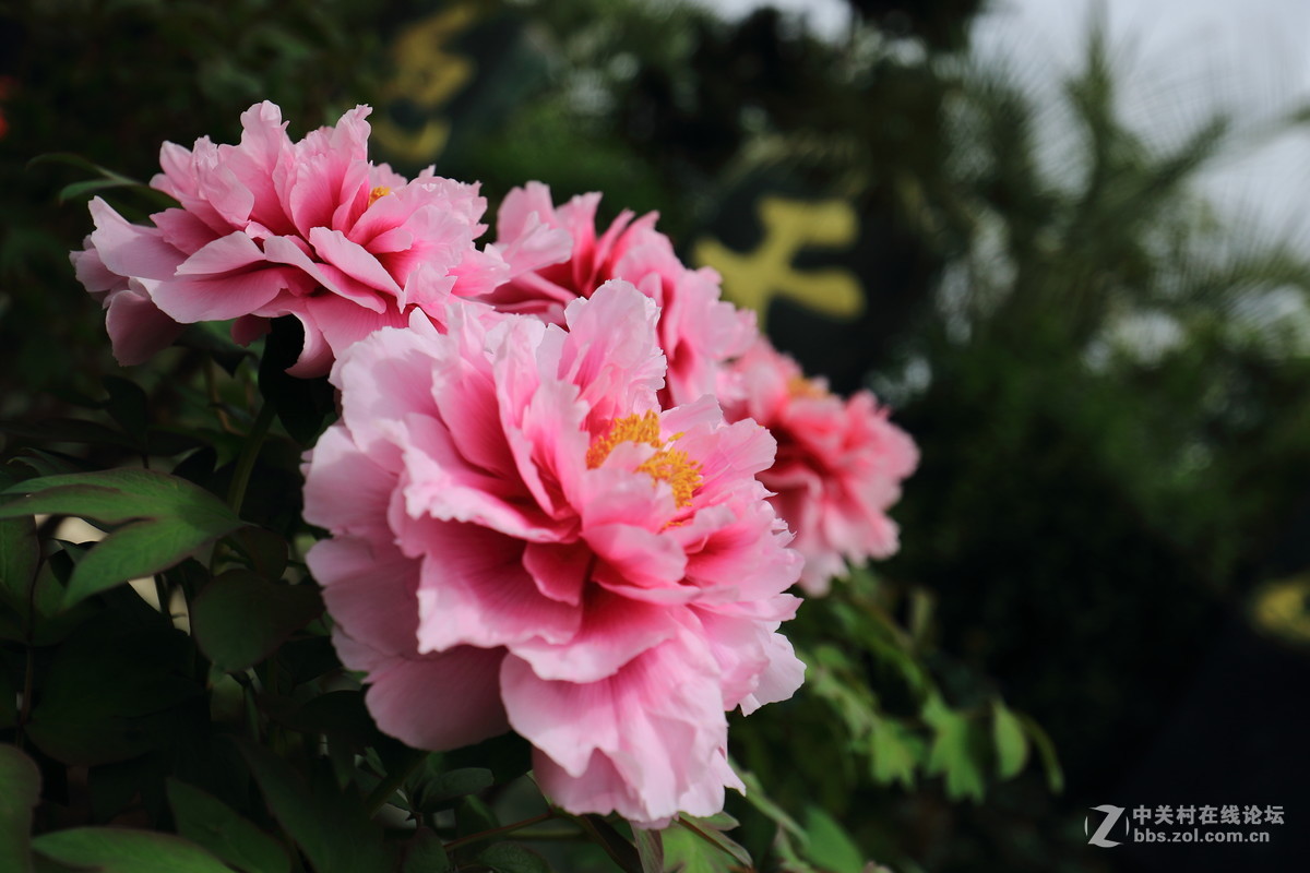 仙居大江南牡丹