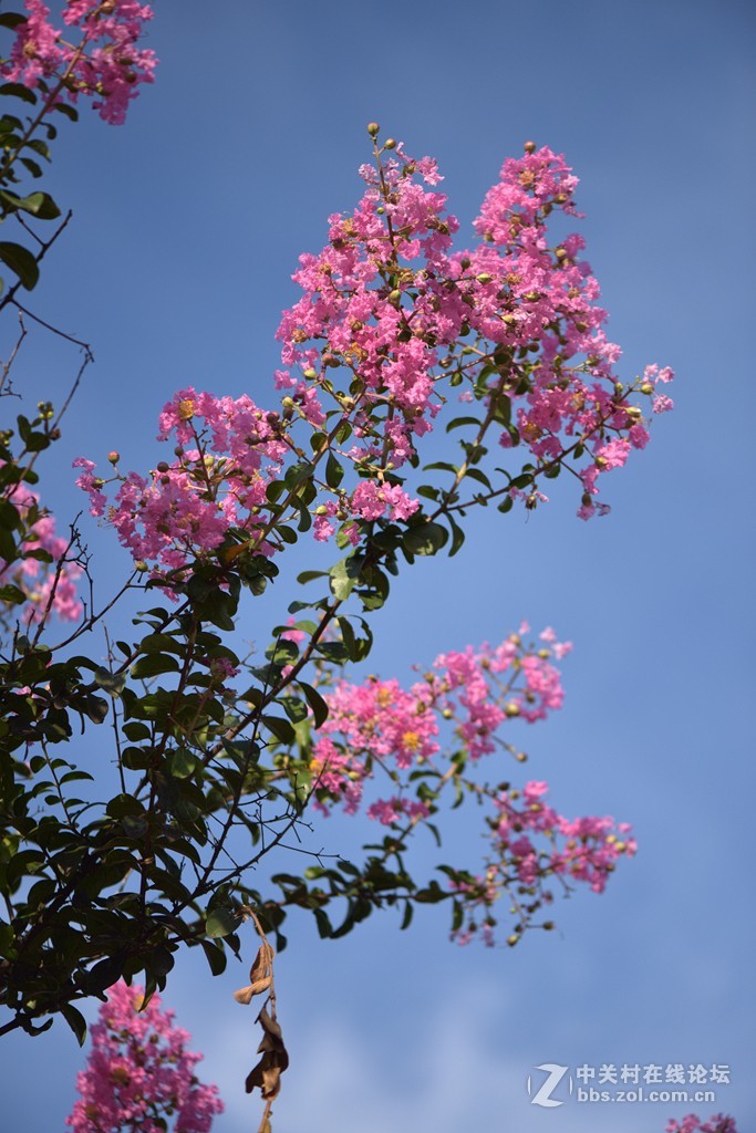 紫薇花开(1)——蓝天下盛开的紫薇花-中关村在线摄影论坛