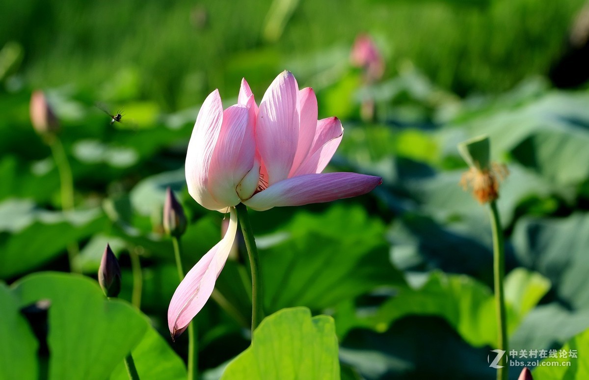 M3转接小小白【荷花】2